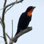 Vídeo do pássaro Maria Preta
