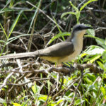 O pássaro Lagarteiro