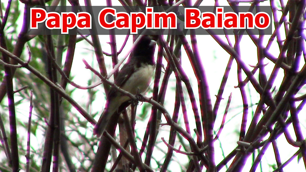 Papa Capim  .: Focado em Você :.