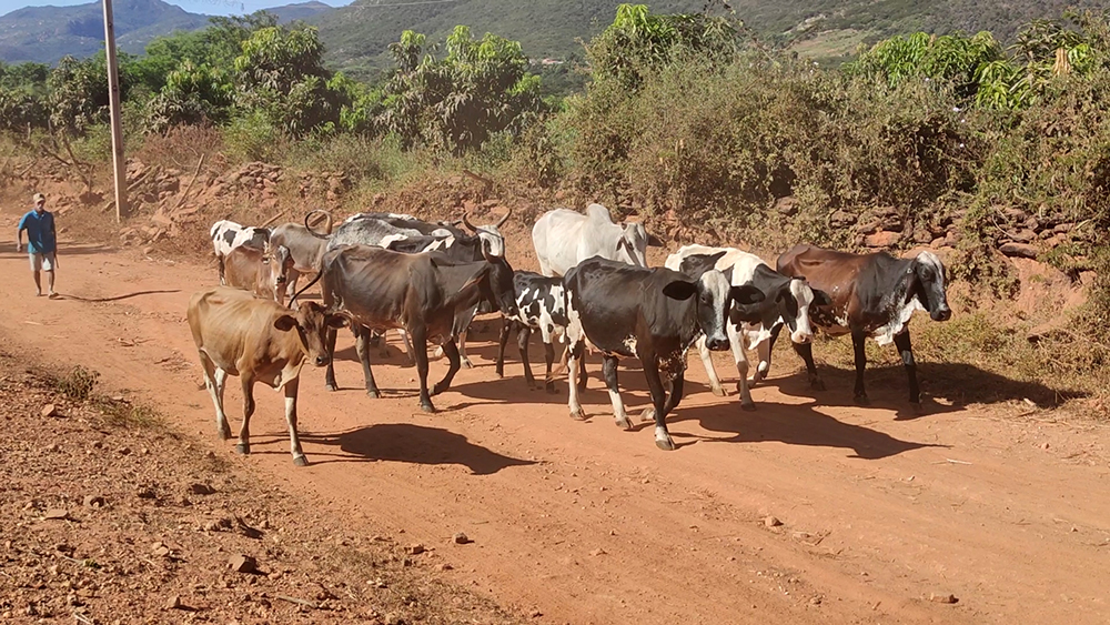 Tocando O Gado Sertão Da Bahia Focado Em Você 8893